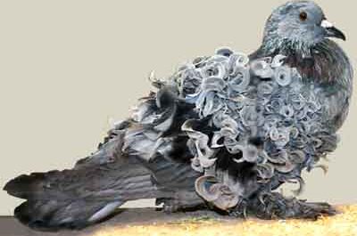 Frillback Pigeon：特征、起源、用途和品种信息