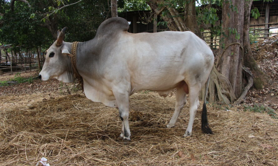 Gangatiri 牛：特征、用途和品种信息