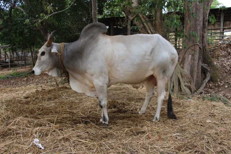 Gangatiri 牛：特征、用途和品种信息