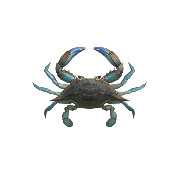 Gazami Crab：特征、用途和养殖信息
