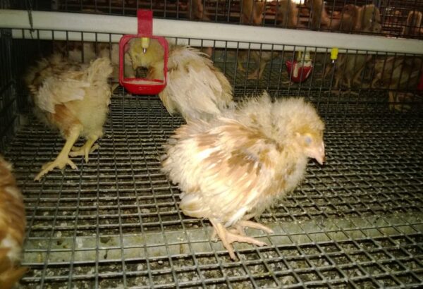 Gumboro 病：如何控制疾病和拯救家禽