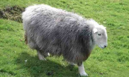 Herdwick 绵羊：特征、起源、用途和品种信息