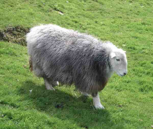 Herdwick 绵羊：特征、起源、用途和品种信息