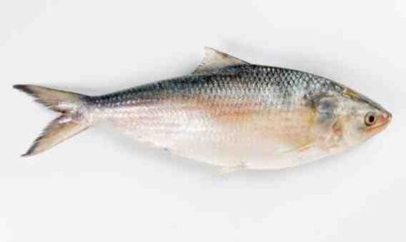Hilsa 鱼：孟加拉国和南亚非常珍贵的鱼类