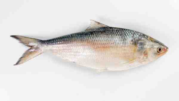 Hilsa 鱼：孟加拉国和南亚非常珍贵的鱼类