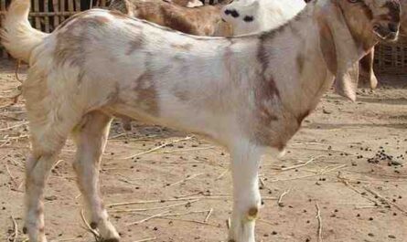 Jamunapari山羊：特征，喂养，繁殖，关怀