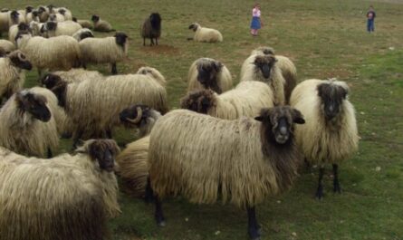 Karayaka 羊：特征、起源、用途和品种信息