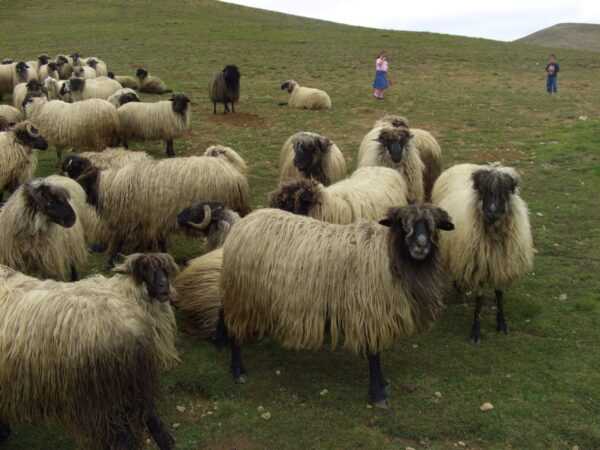 Karayaka 羊：特征、起源、用途和品种信息