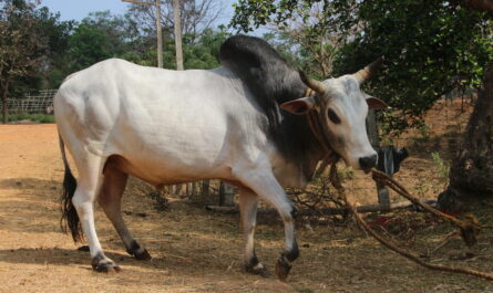 Kherigarh 牛：特征和全品种信息