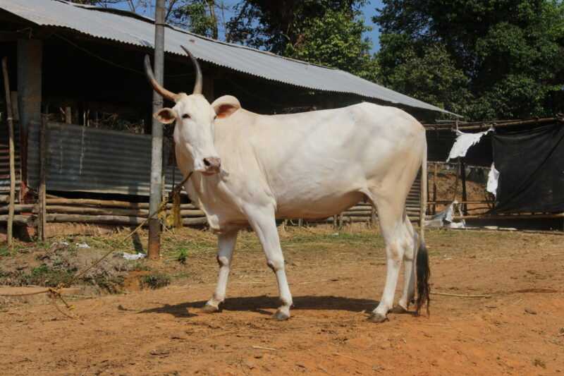 Khillari 牛：特征和全品种信息