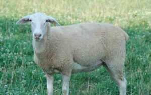 Lacaune 绵羊：特征、起源、用途和品种信息