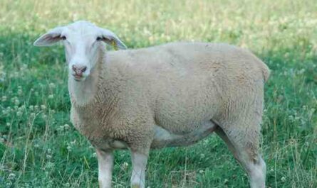 Lacaune 绵羊：特征、起源、用途和品种信息