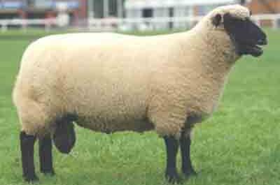 Llanwenog 绵羊：特征、起源、用途和品种信息