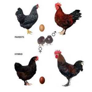Marans 鸡：特征、气质和全品种信息