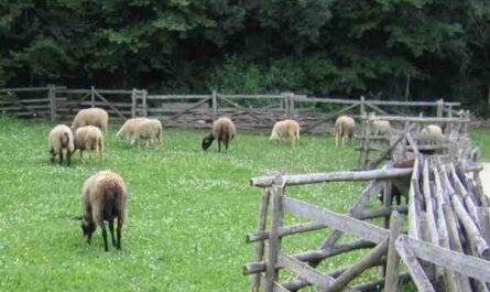 Merinolandschaf 绵羊：特征、用途和品种信息