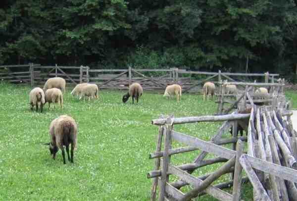 Merinolandschaf 绵羊：特征、用途和品种信息