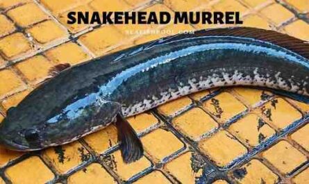 Murrel 鱼类养殖：初学者的创业计划