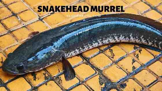 Murrel 鱼类养殖：初学者的创业计划
