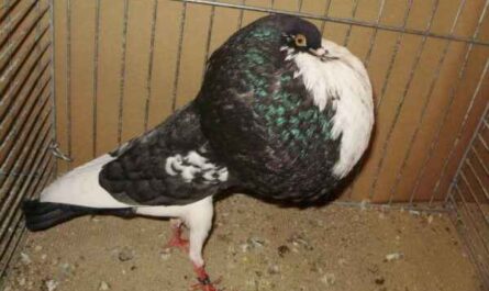 Norwich Cropper Pigeon：外观、起源、用途和品种信息