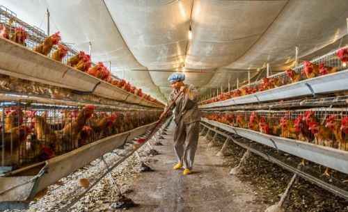 Orloff 养鸡业：初学者的创业计划