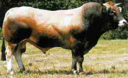 Parthenais 牛：特征、用途和全品种信息