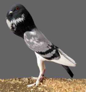 Pigmy Pouter Pigeon：特征、用途和品种信息