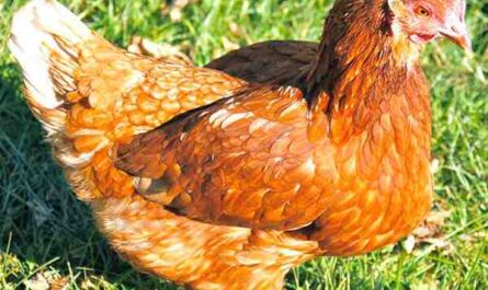 Red Shaver Chicken：特征、气质和全品种信息