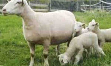 Rideau Arcott 绵羊：特征和品种信息