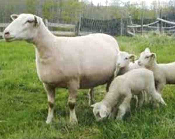Rideau Arcott 绵羊：特征和品种信息