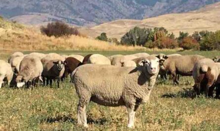 Romeldale 羊：特征、起源、用途和品种信息