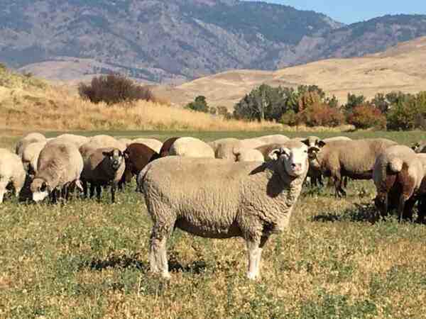 Romeldale 羊：特征、起源、用途和品种信息