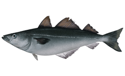 Saithe 鱼：特征、饮食、繁殖和用途