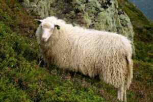 Spælsau绵羊：特征、起源、用途和品种信息