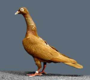Stargard Shaker Pigeon：特征、用途和品种信息