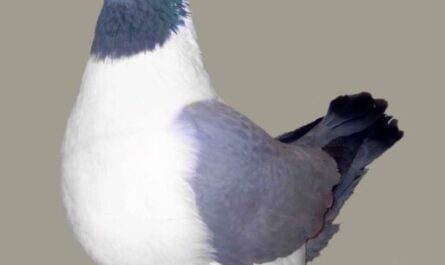 Strasser Pigeon：特征、起源、用途和品种信息