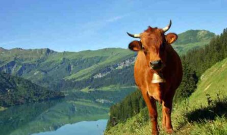 Tarentaise 牛：特征、用途和全品种信息