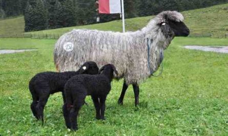 Tiroler Steinschaf 绵羊：特征和品种信息