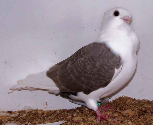 Turbit Pigeon：特征、用途和品种信息