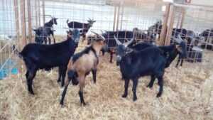 Verata山羊养殖：初学者的创业计划