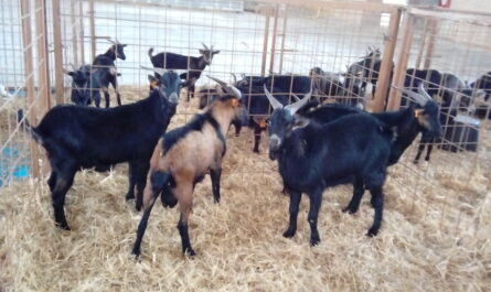 Verata山羊养殖：初学者的创业计划