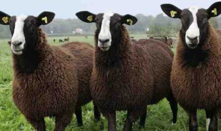 Zwartbles 羊：特征、起源、用途和品种信息
